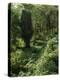 Rain Forest, Brazil-null-Premier Image Canvas