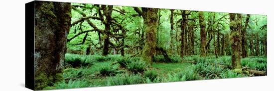 Rain Forest, Olympic National Park, Washington State, USA-null-Premier Image Canvas