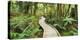 Rain Forest, Way, Footbridge, Ship Creek, West Coast, South Island, New Zealand-Rainer Mirau-Premier Image Canvas