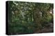 Rain Forest-Steve Hunziker-Stretched Canvas