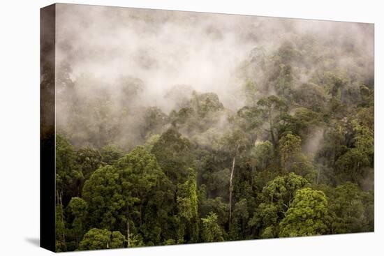 Rain Mist Rising from the Forest Canopy in Danum Valley-James Morgan-Premier Image Canvas