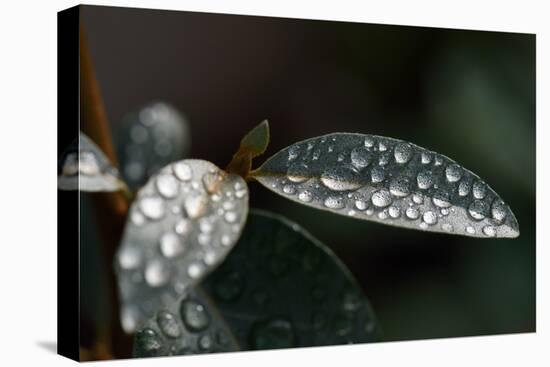 Rain Water Drops Sitting on the Grey Green Leaves of Eleagnus Angustifolia "Quicksilver"-Nigel Cattlin-Premier Image Canvas