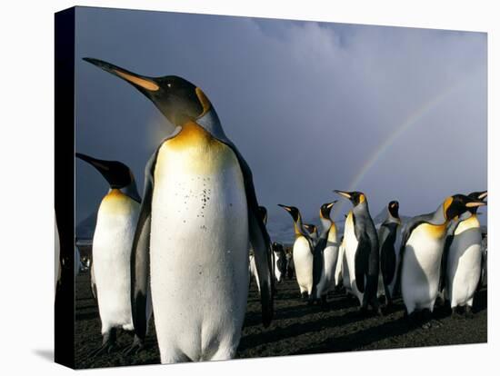 Rainbow Above Colony of King Penguins, Saint Andrews Bay, South Georgia Island, Sub-Antarctica-Paul Souders-Premier Image Canvas