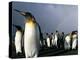 Rainbow Above Colony of King Penguins, Saint Andrews Bay, South Georgia Island, Sub-Antarctica-Paul Souders-Premier Image Canvas