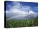 Rainbow Above Sugar Cane Field on Maui-James Randklev-Premier Image Canvas