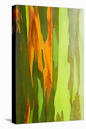 Rainbow Eucalyptus Bark, Island of Kauai, Hawaii, Usa-Russ Bishop-Premier Image Canvas
