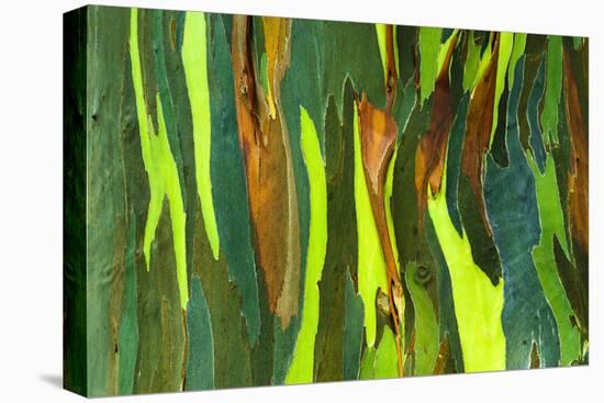 Rainbow Eucalyptus bark, Mindanao Gum, Island of Kauai, Hawaii, USA-Russ Bishop-Premier Image Canvas