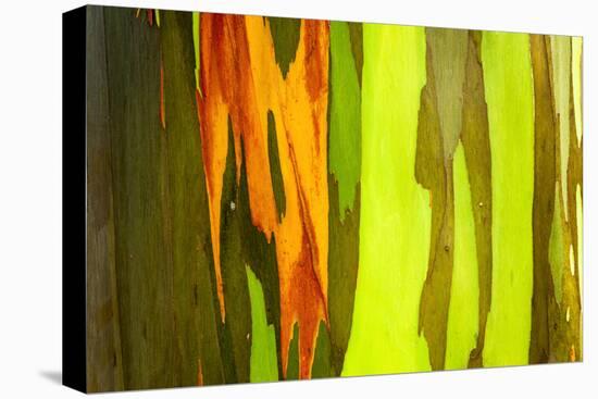 Rainbow Eucalyptus bark, Mindanao Gum, Island of Kauai, Hawaii, USA-Russ Bishop-Premier Image Canvas