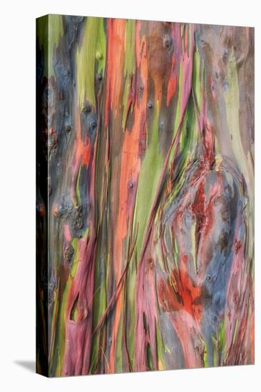 Rainbow Eucalyptus Detail, Hawaii-Vincent James-Premier Image Canvas