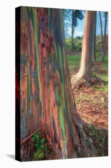 Rainbow Eucalyptus Grove, Kauai-Vincent James-Premier Image Canvas