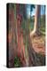 Rainbow Eucalyptus Grove, Kauai-Vincent James-Premier Image Canvas