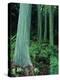 Rainbow Eucalyptus (Mindanao Gum) Trees-James Randklev-Premier Image Canvas