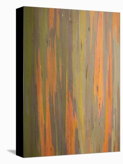 Rainbow Eucalyptus Tree Bark-Lew Robertson-Premier Image Canvas