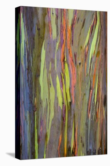 Rainbow Eucalyptus Trees (Eucalyptus Deglupta)-Terry Eggers-Premier Image Canvas