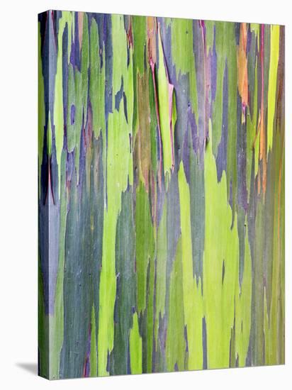 Rainbow Eucalyptus Trunk Near Hana, Maui, Hawaii, Usa-Rob Tilley-Stretched Canvas