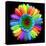 Rainbow Flower-Magda Indigo-Premier Image Canvas