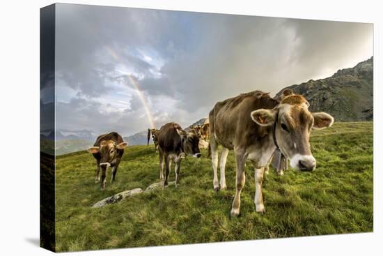 Rainbow Frames a Herd of Cows Grazing in the Green Pastures of Campagneda Alp, Valtellina, Italy-Roberto Moiola-Premier Image Canvas