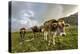 Rainbow Frames a Herd of Cows Grazing in the Green Pastures of Campagneda Alp, Valtellina, Italy-Roberto Moiola-Premier Image Canvas