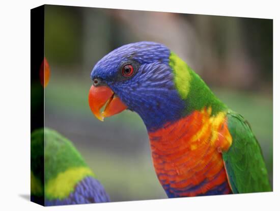 Rainbow Lorikeet, Australia-David Wall-Premier Image Canvas