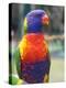 Rainbow Lorikeet, Australia-David Wall-Premier Image Canvas