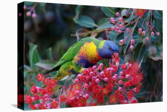 Rainbow Lorikeet Eating the Nectar from Red-Flowering Gums-Jun Zhang-Premier Image Canvas