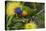 Rainbow Lorikeet Feeding-null-Premier Image Canvas