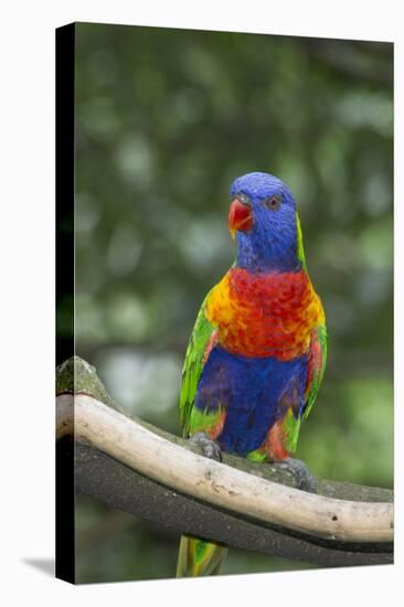 Rainbow Lorikeet Native to Australia-Cindy Miller Hopkins-Premier Image Canvas