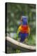 Rainbow Lorikeet Native to Australia-Cindy Miller Hopkins-Premier Image Canvas