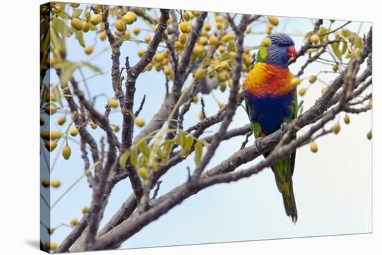 Rainbow Lorikeet-SD Smart-Stretched Canvas