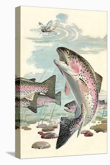 Rainbow Trout Eying Dragonfly-null-Stretched Canvas