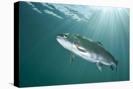 Rainbow Trout (Oncorhynchus Mykiss) in Lake, Capernwray, Lancashire, UK, July-Alex Mustard-Premier Image Canvas