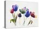 Rainbow Tulips 2-Paulo Romero-Stretched Canvas