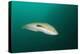 Rainbow Wrasse-Reinhard Dirscherl-Premier Image Canvas