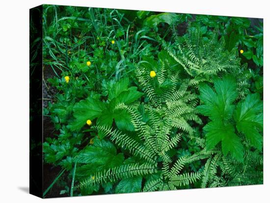 Raindrops on buttercups (Ranunculus) and Sword Fern (Polystichum munitum), Columbia River Gorge...-null-Premier Image Canvas