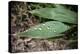 Raindrops on Leaf Machu Picchu Peru-null-Stretched Canvas