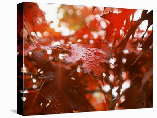 Raindrops on Oak Leaves-Gary Conner-Premier Image Canvas