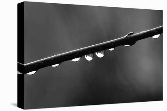 Raindrops-Ursula Abresch-Premier Image Canvas