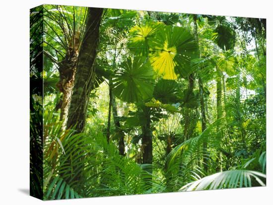 Rainforest Canopy, Cape Tribulation National Park, Queensland, Australia-Amanda Hall-Premier Image Canvas