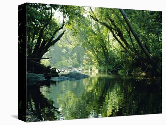 Rainforest, Cape Tribulation National Park,Queensland, Australia-Amanda Hall-Premier Image Canvas