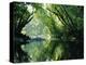 Rainforest, Cape Tribulation National Park,Queensland, Australia-Amanda Hall-Premier Image Canvas