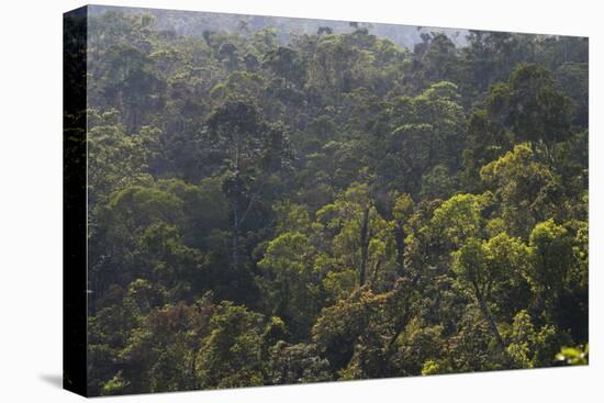 Rainforest in Tully Gorge National Park-Louise Murray-Premier Image Canvas