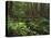 Rainforest, Mossy Rocks, Mt Rainier National Park, Washington, USA-Stuart Westmorland-Premier Image Canvas