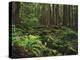 Rainforest, Mossy Rocks, Mt Rainier National Park, Washington, USA-Stuart Westmorland-Premier Image Canvas