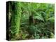 Rainforest, Otway National Park, Victoria, Australia-Thorsten Milse-Premier Image Canvas