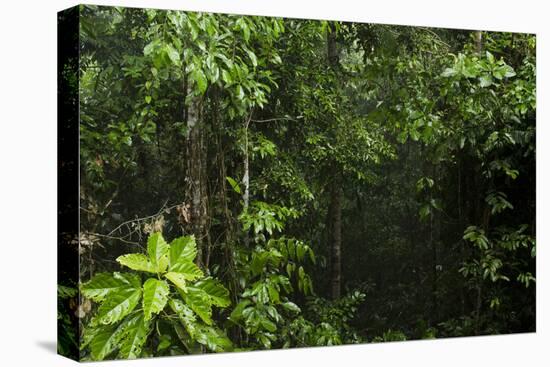 Rainforest Rain Storm, Yasuni NP, Amazon Rainforest Ecuador-Pete Oxford-Premier Image Canvas