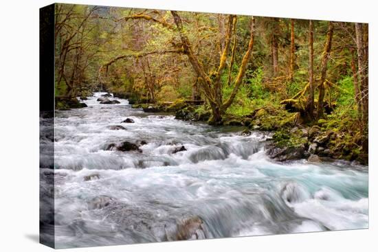 Rainforest River I-Douglas Taylor-Stretched Canvas