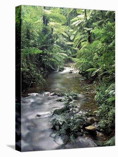 Rainforest Tree Fern and Stream, Uganda-Gavriel Jecan-Premier Image Canvas