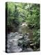 Rainforest Tree Fern and Stream, Uganda-Gavriel Jecan-Premier Image Canvas