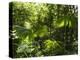 Rainforest Vegetation, Hanging Bridges Walk, Arenal, Costa Rica, Central America-R H Productions-Premier Image Canvas