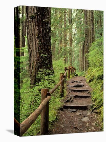 Rainforest with Trail, Sol Duc Valley, Olympic National Park, Washington, USA-Jamie & Judy Wild-Premier Image Canvas